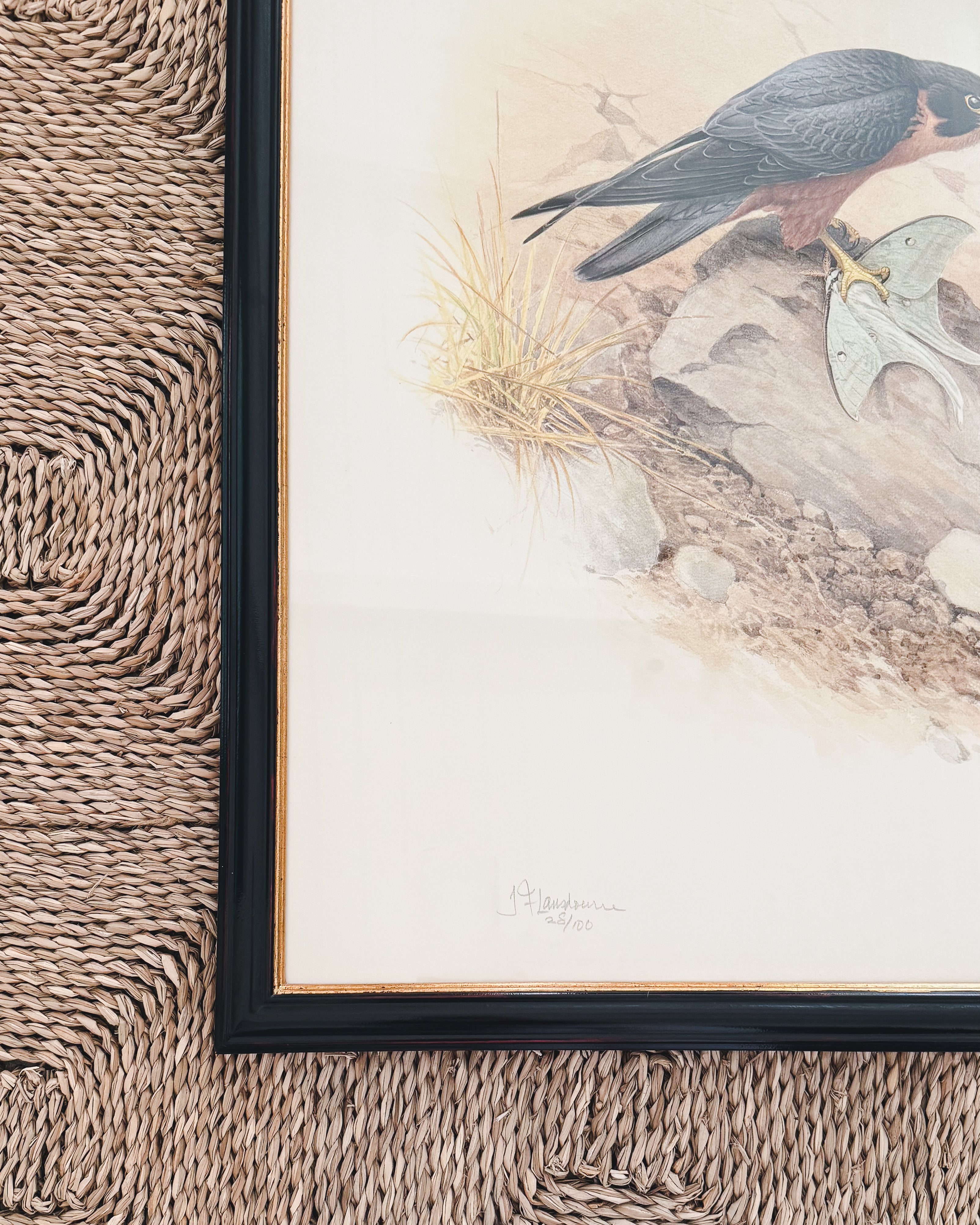 Large Vintage Limited Edition Falcon Print
