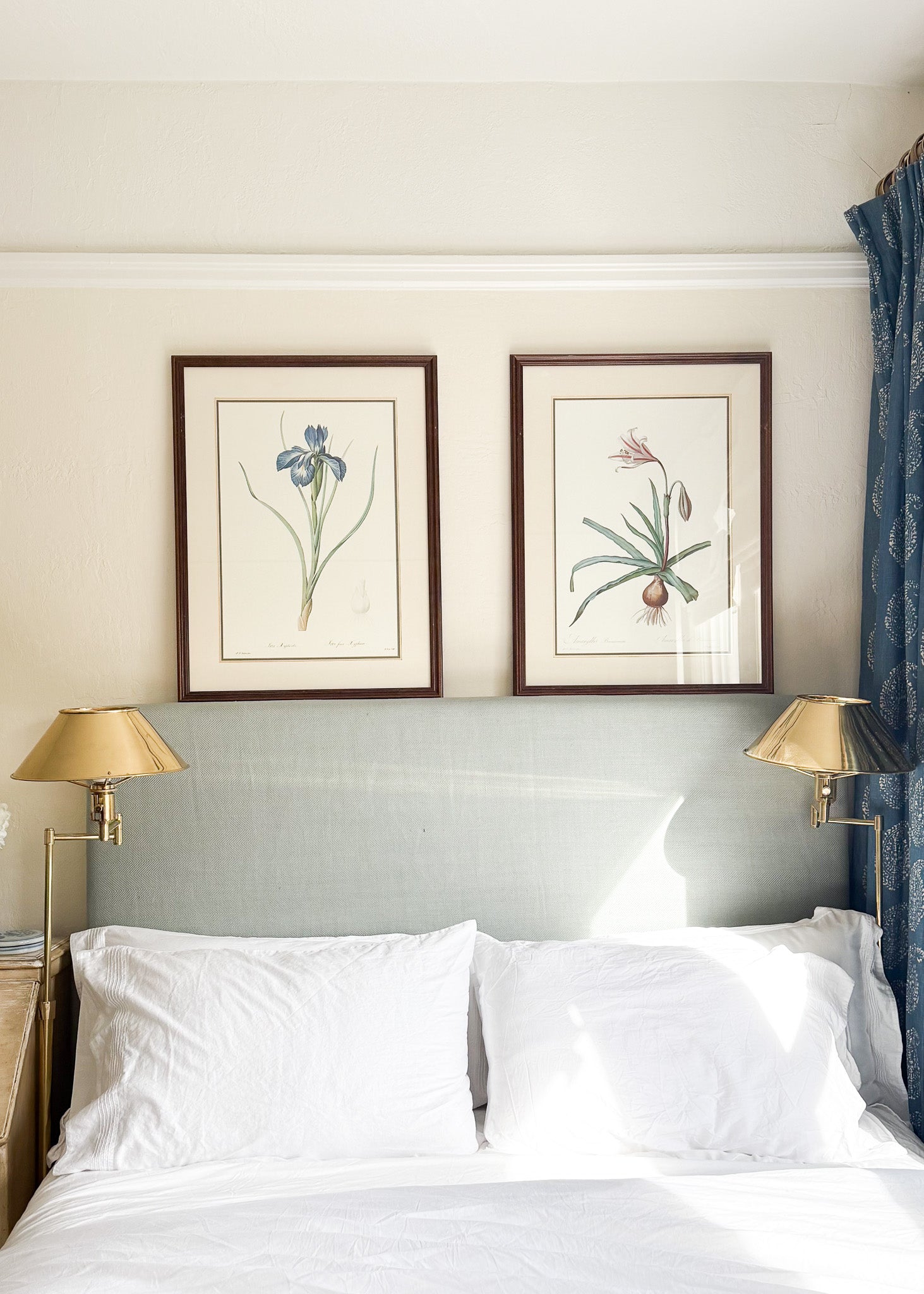 Vintage French Botanical, Amaryllis Broussonnetii