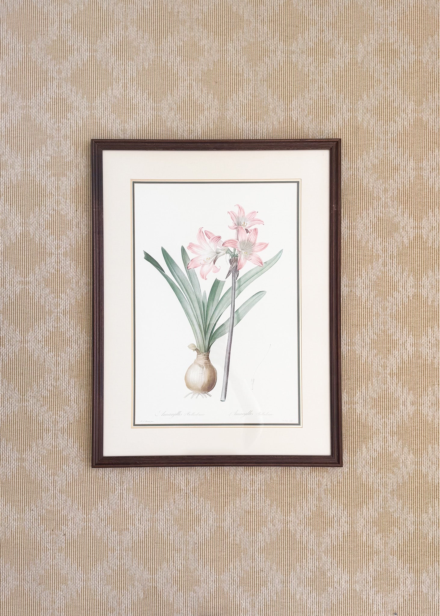 Vintage French Botanical, Amaryllis Belladonna
