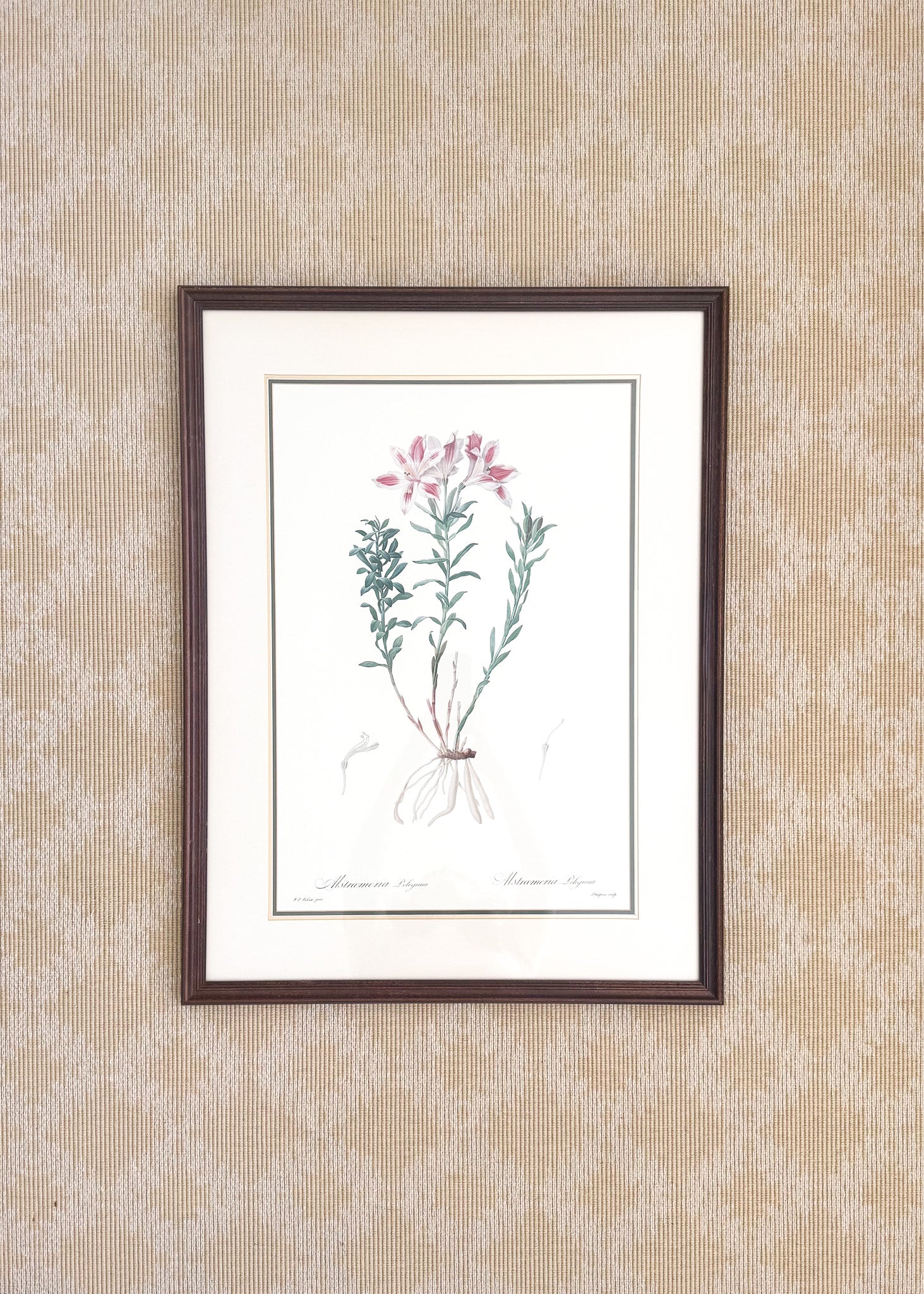 Vintage French Botanical, Alstroemeria Pelegrina