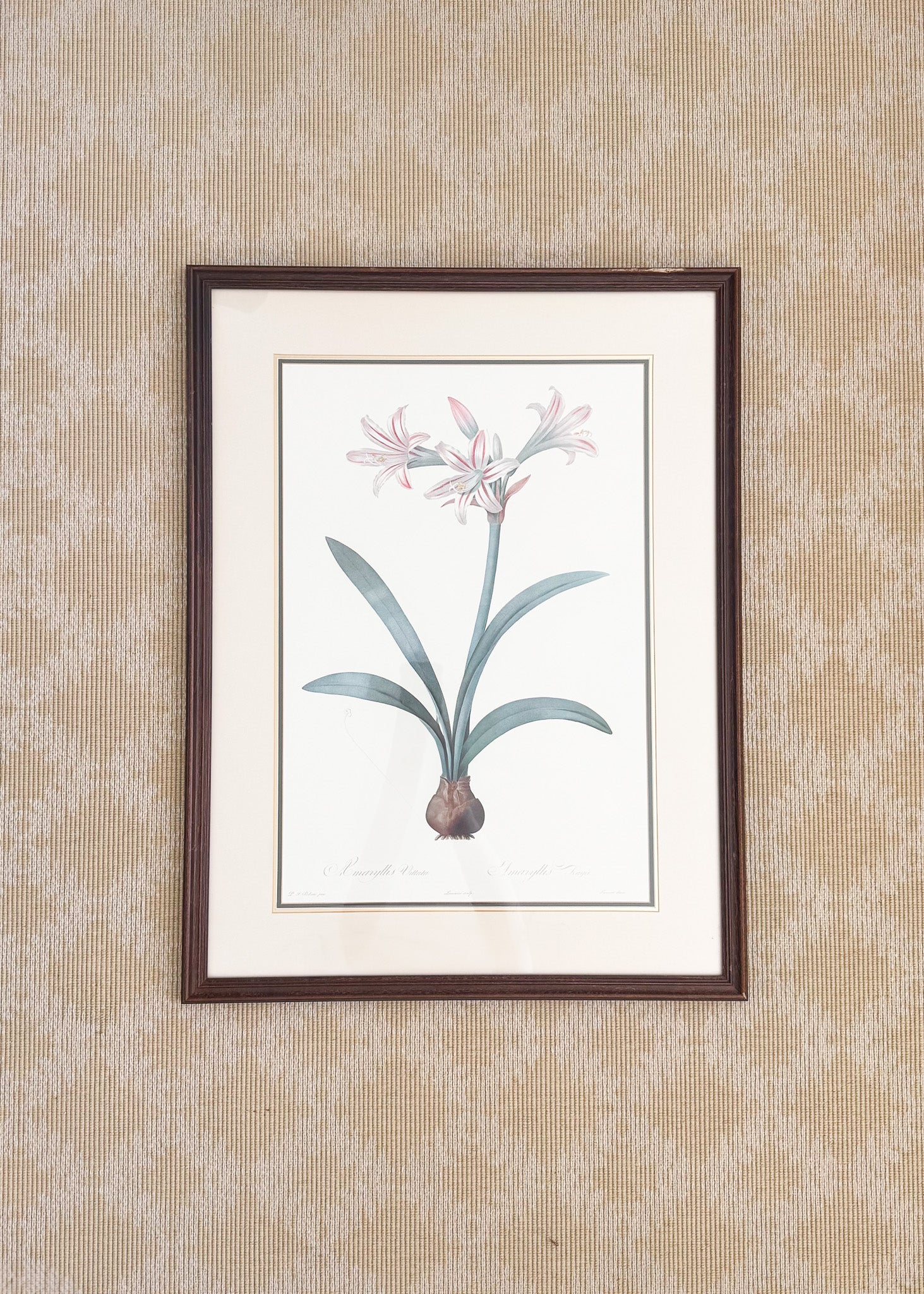 Vintage French Botanical, Amaryllis Vittata
