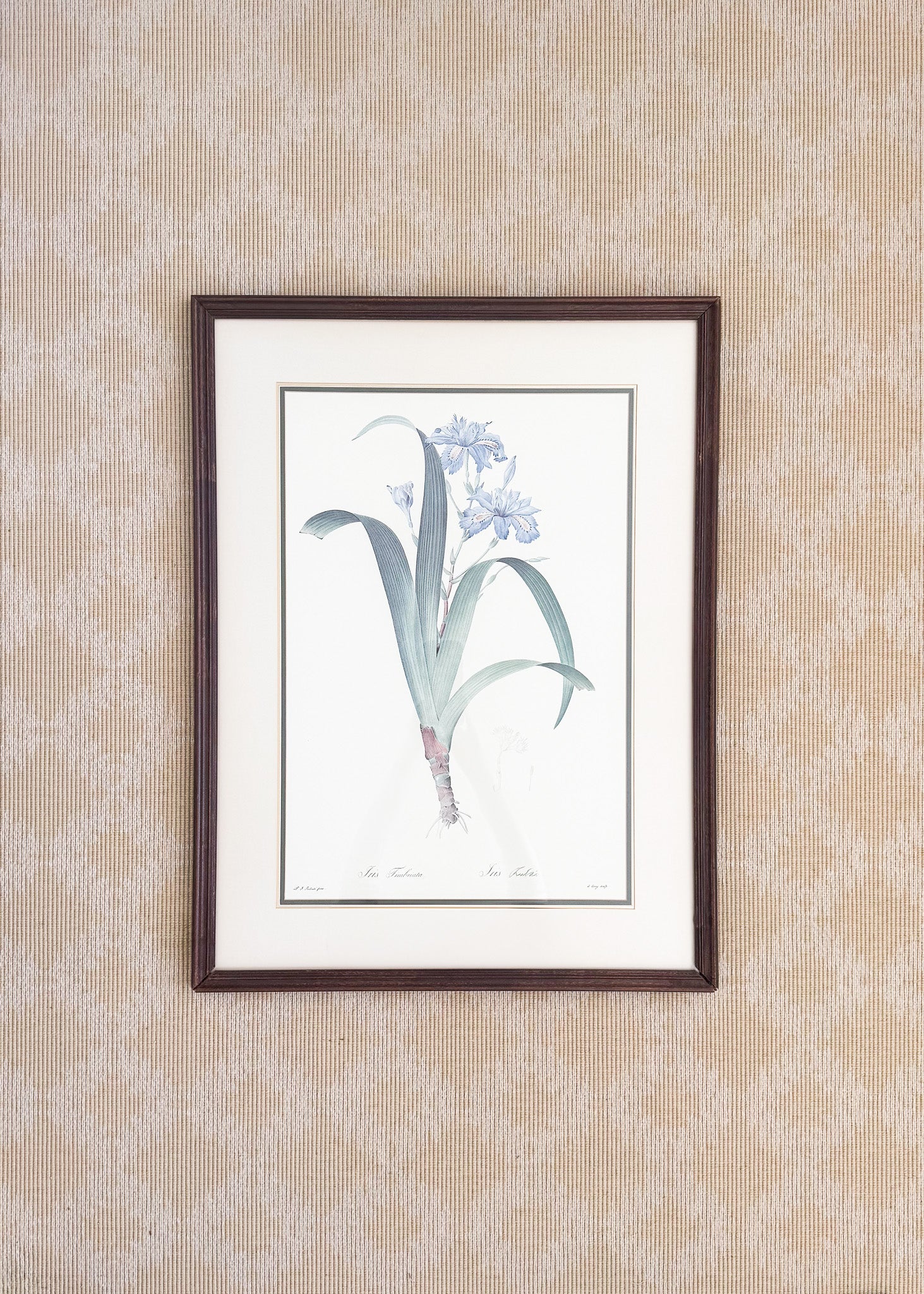 Vintage French Botanical, Iris Fimbriata