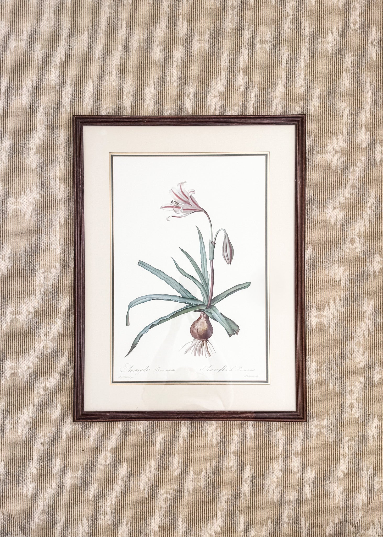 Vintage French Botanical, Amaryllis Broussonnetii