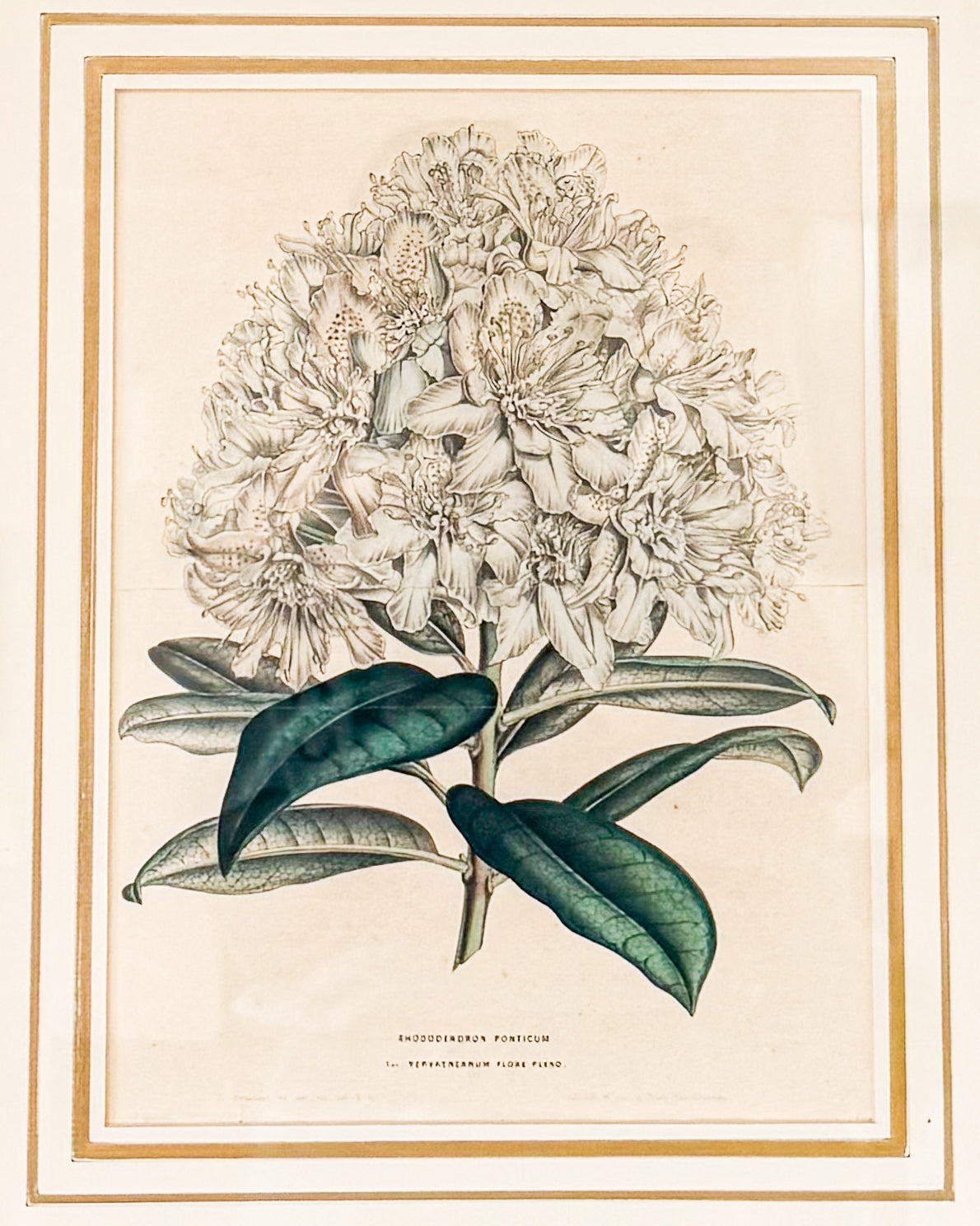 Antique European Print Rhododendron