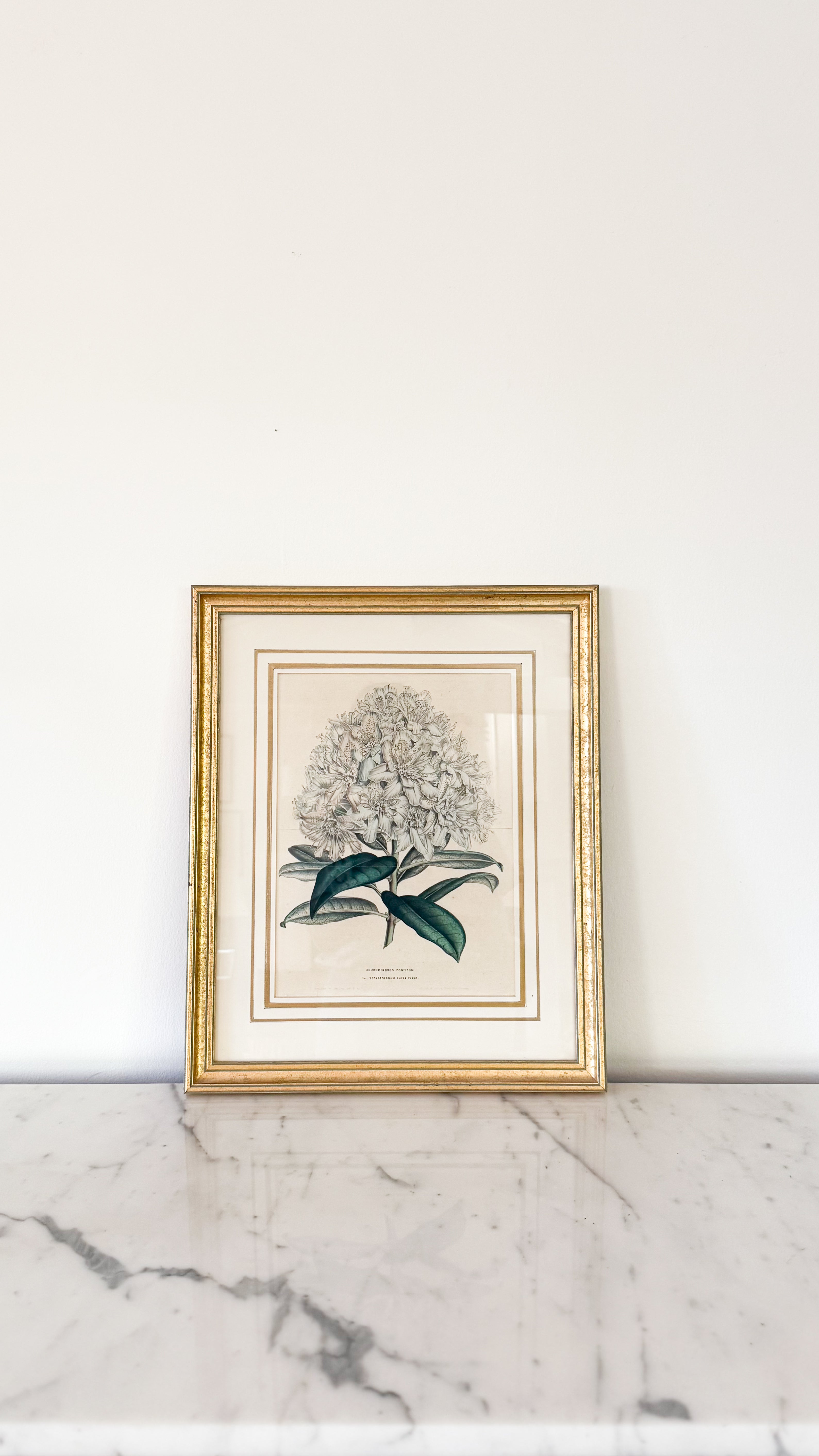 Vintage Print Rhododendron