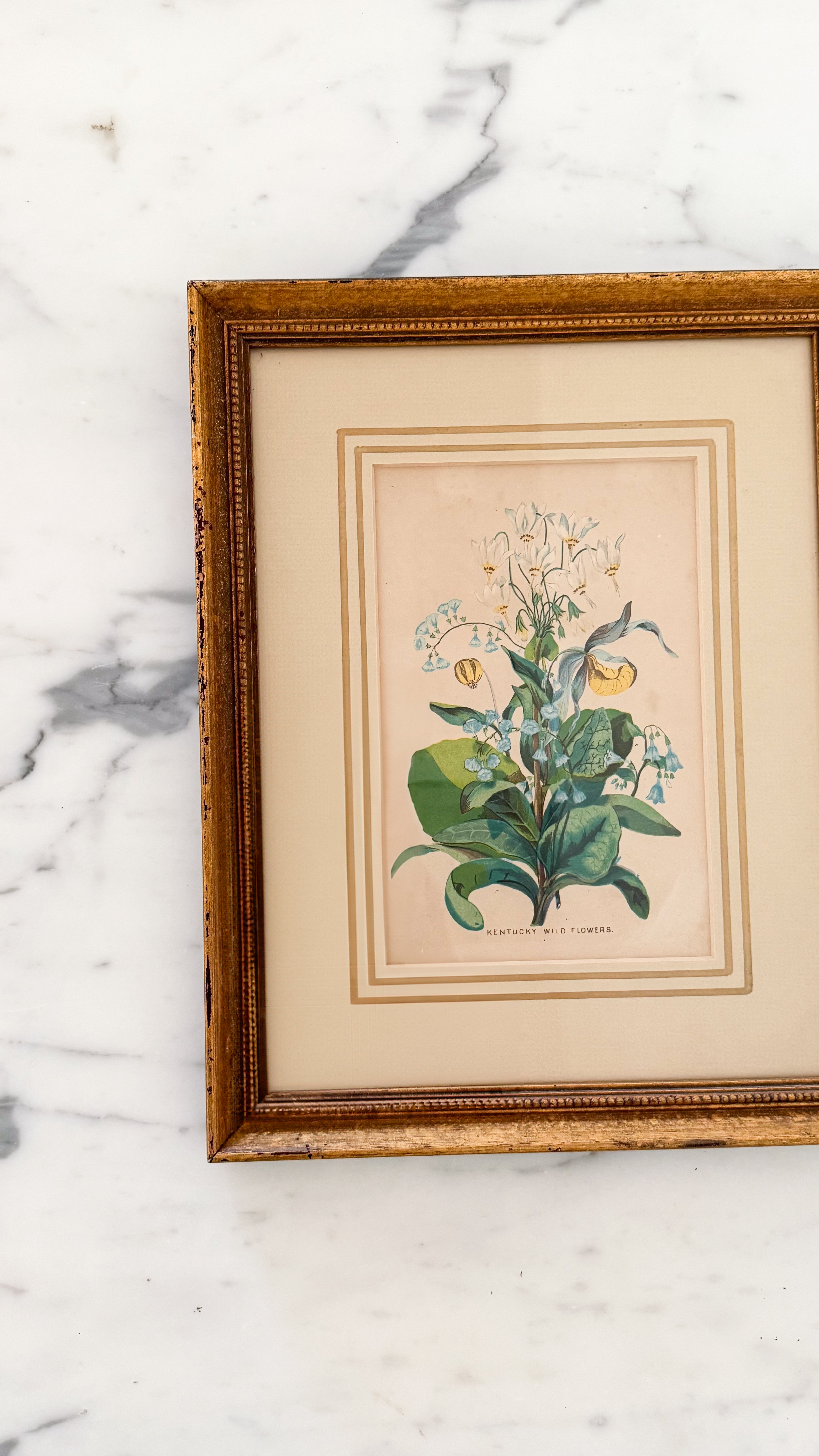 Vintage Framed Print Kentucky Wildflower