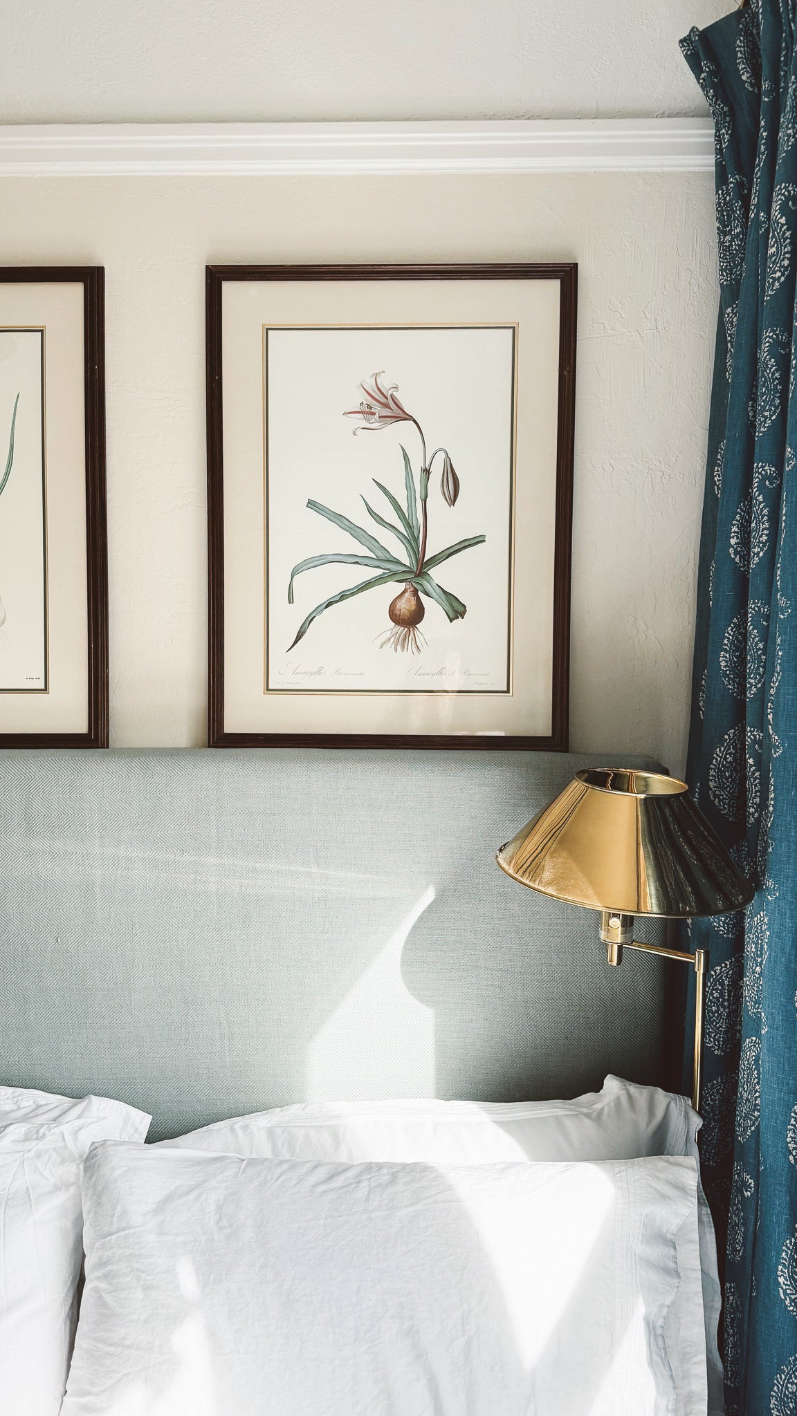 Vintage French Botanical, Amaryllis Broussonnetii