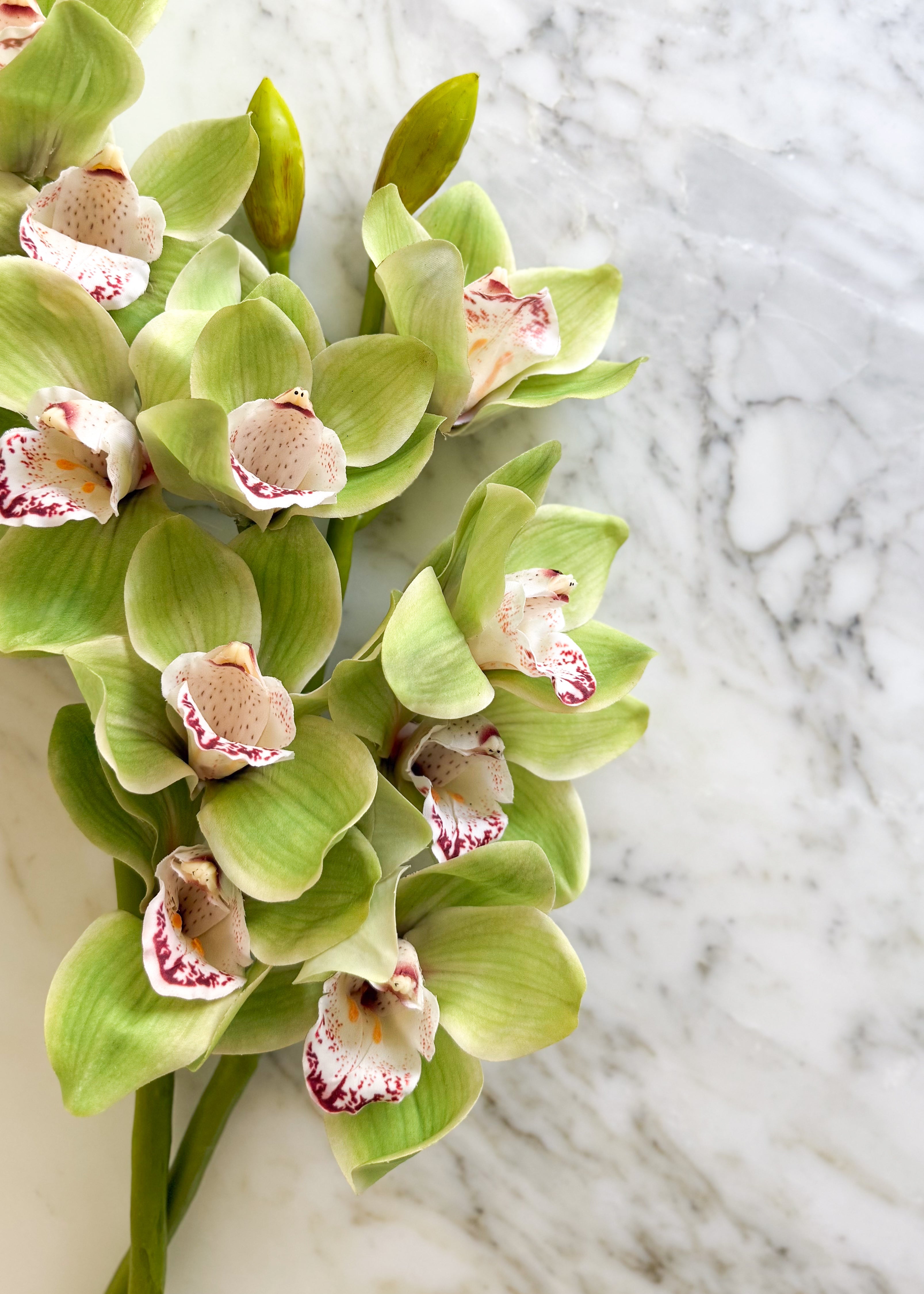 Green faux cymbidium orchid stem with soft celadon-green petals and burgundy-speckled centers.