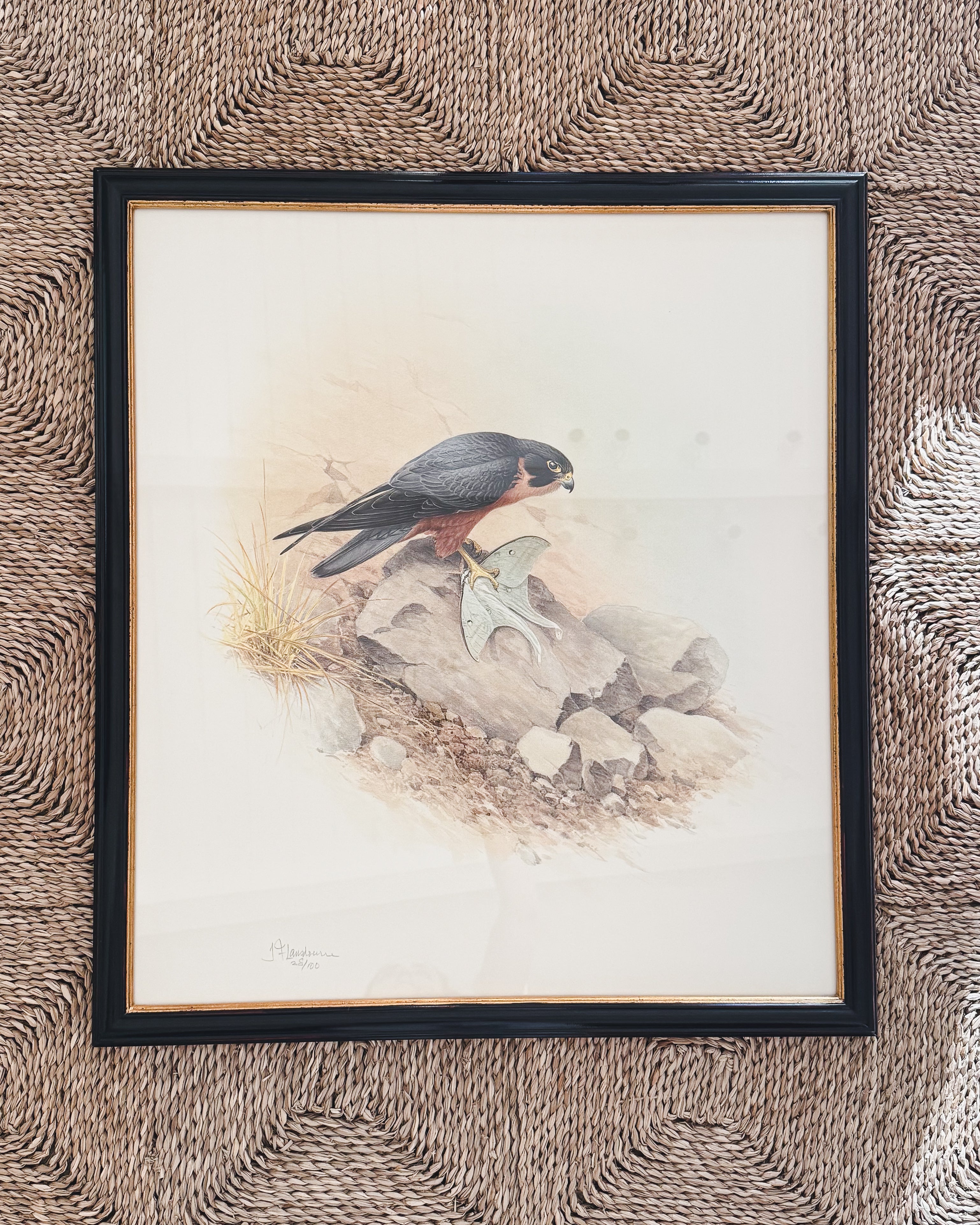 Large Vintage Limited Edition Falcon Print