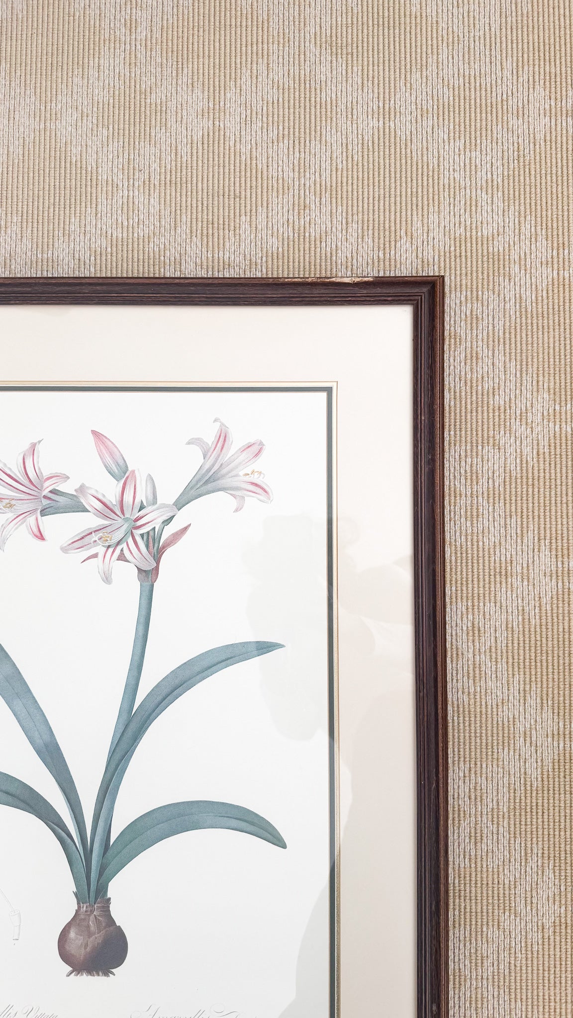 Vintage French Botanical, Amaryllis Vittata