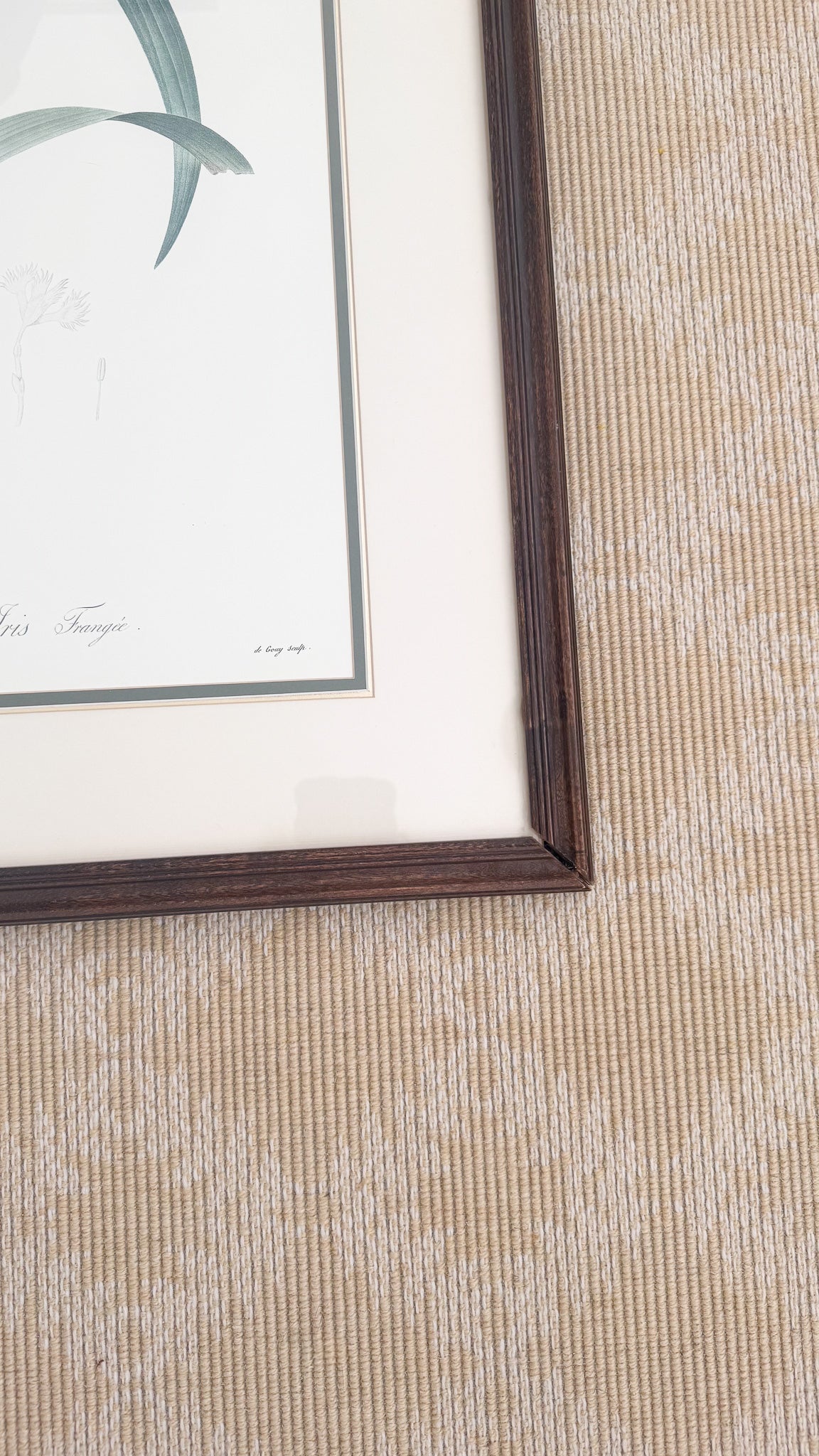 Vintage French Botanical, Iris Fimbriata