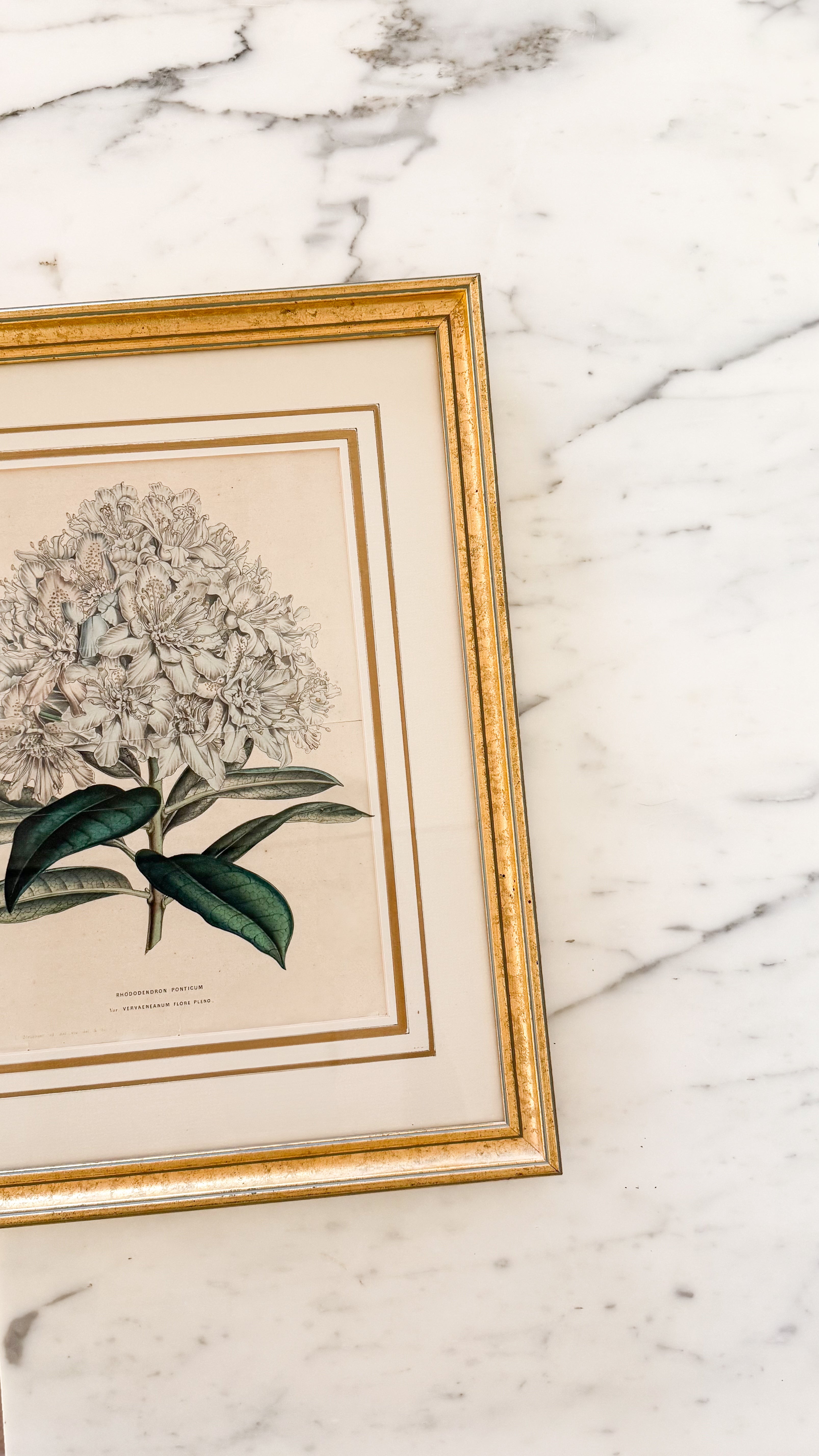 Vintage Print Rhododendron