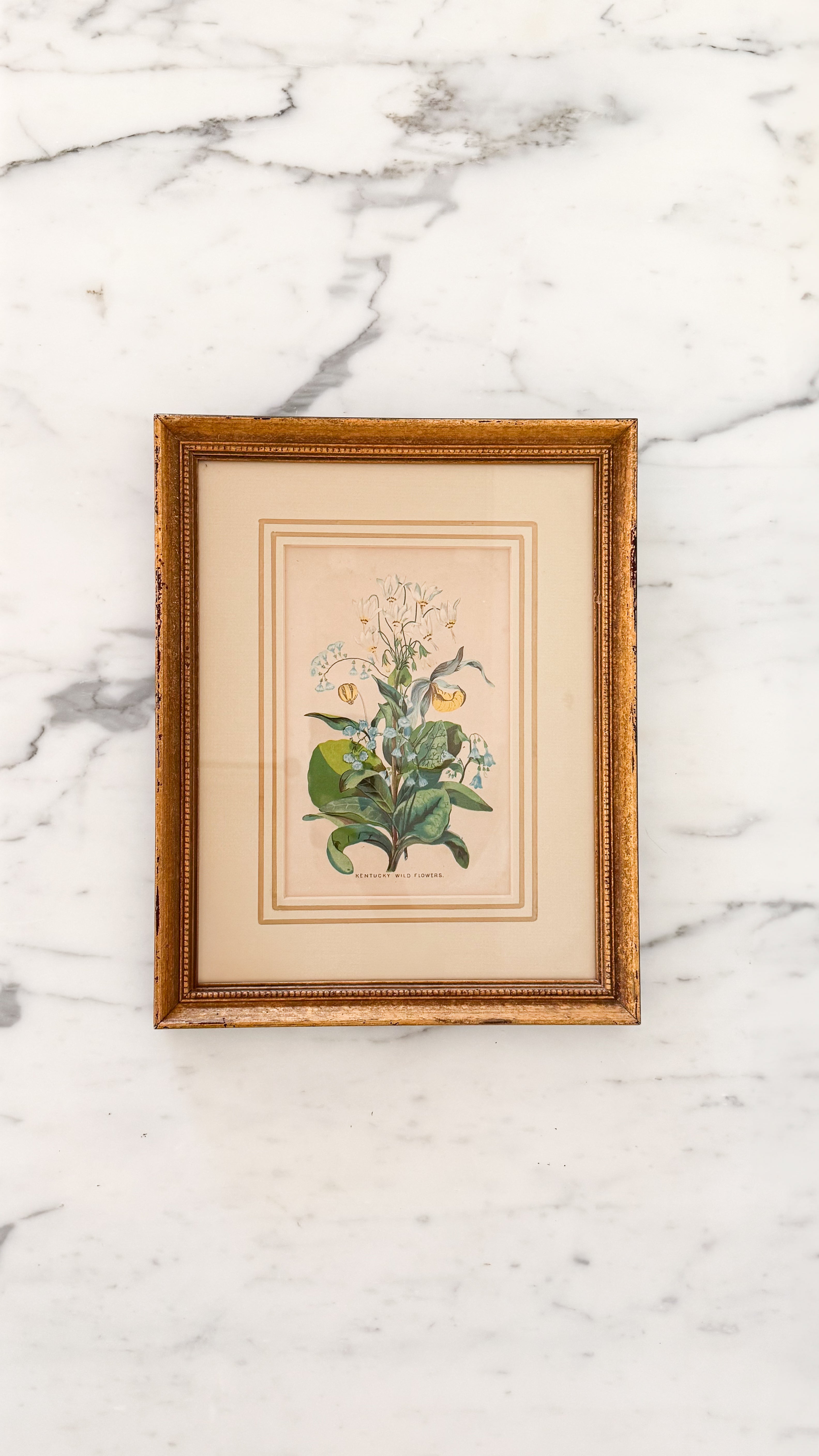 Vintage Framed Print Kentucky Wildflower