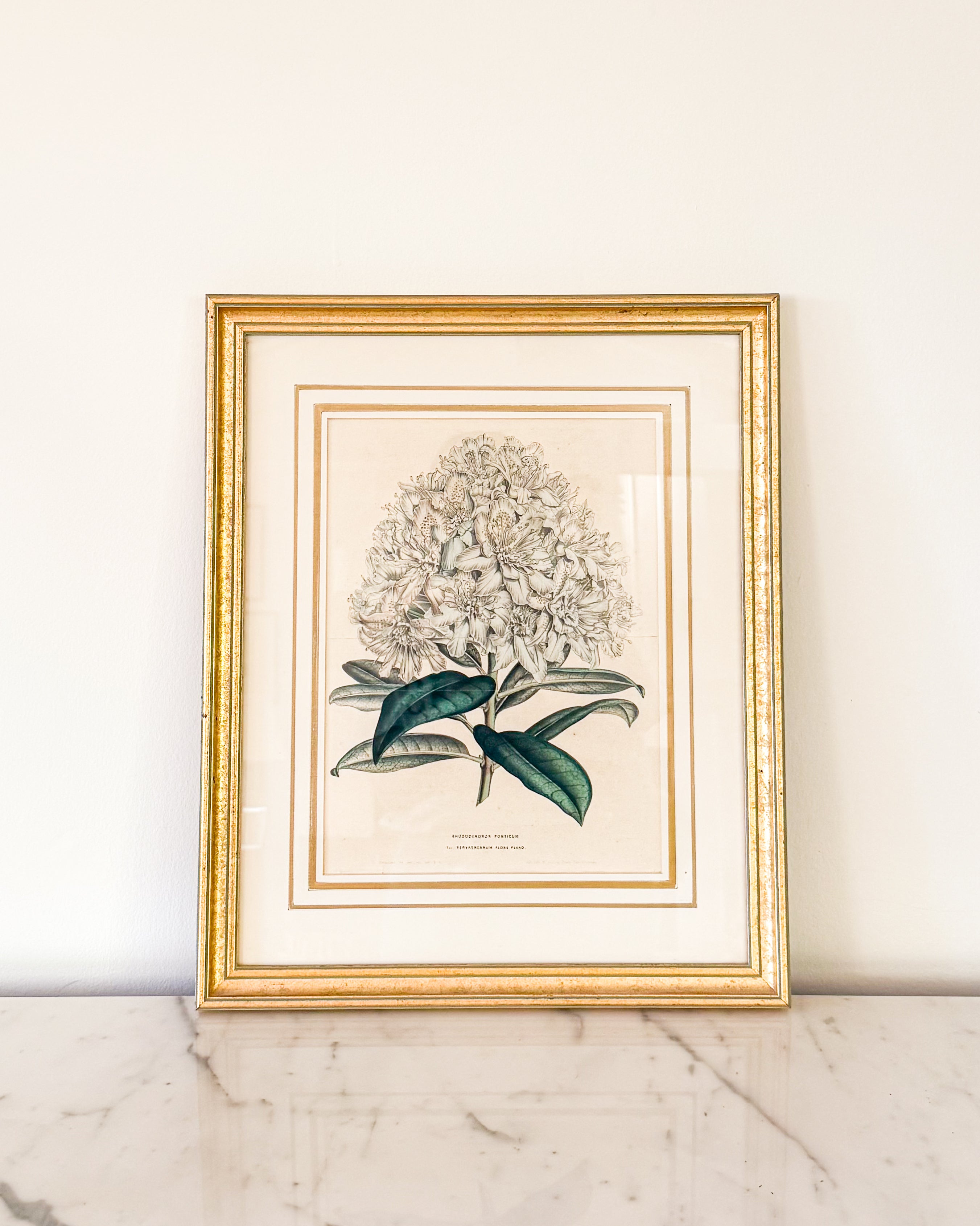 Antique 19th-century European, likely Belgian, botanical print depicting Rhododendron ponticum, presented in an elegant gilt frame with layered matting