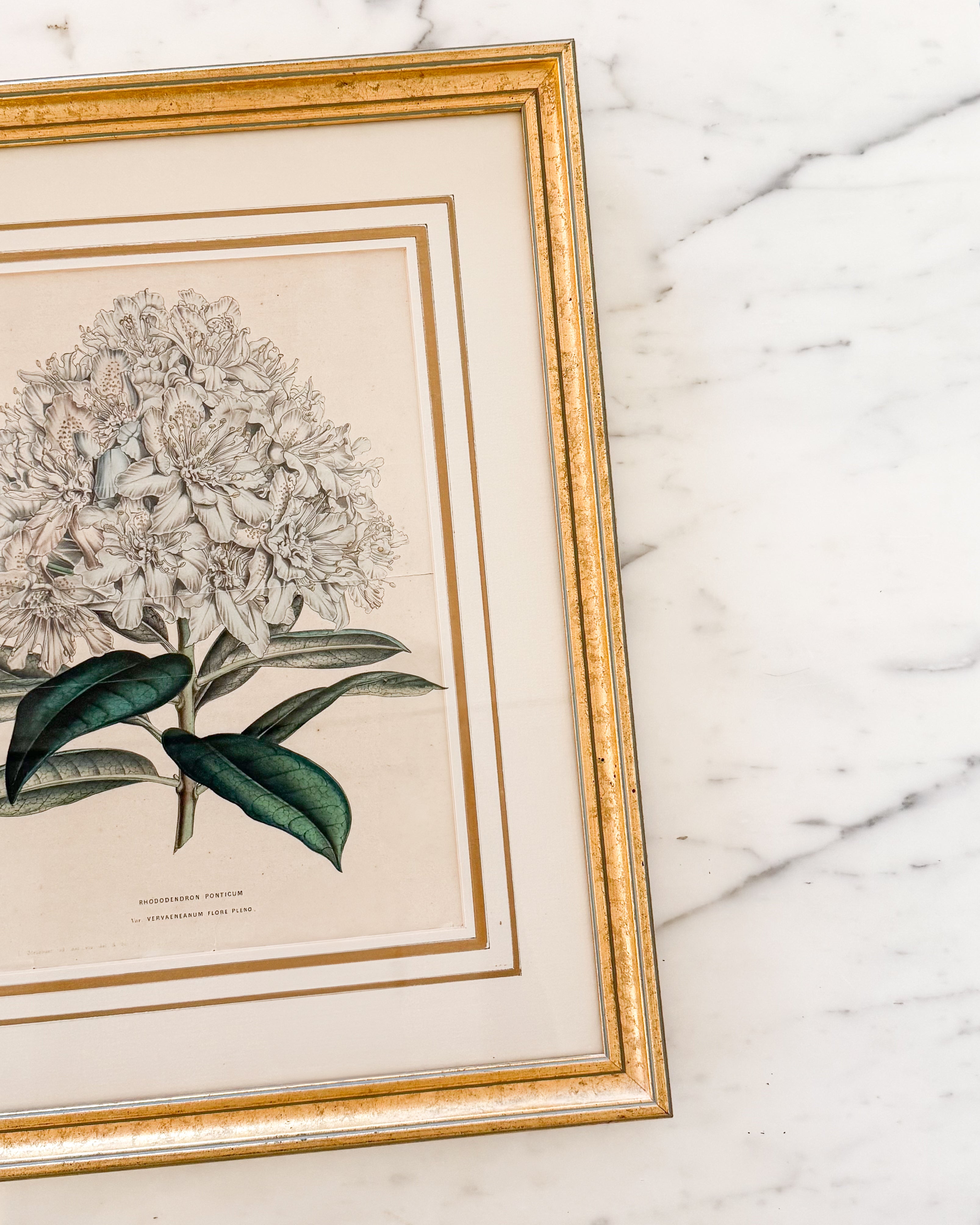 Detail view of an antique European Rhododendron botanical print showcasing the gilt frame, layered matting, and aged paper